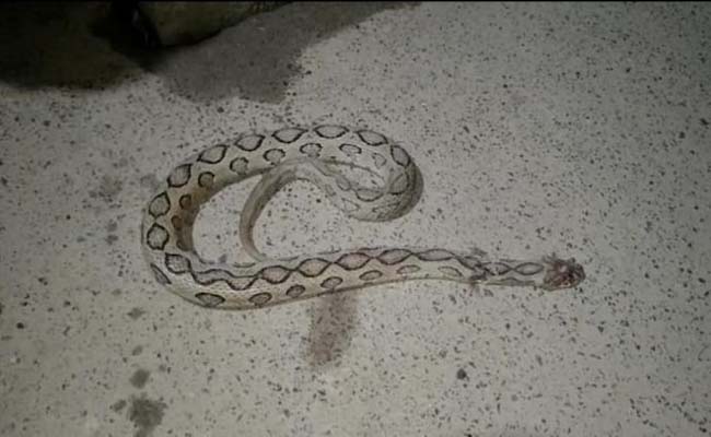 snake5.jpg