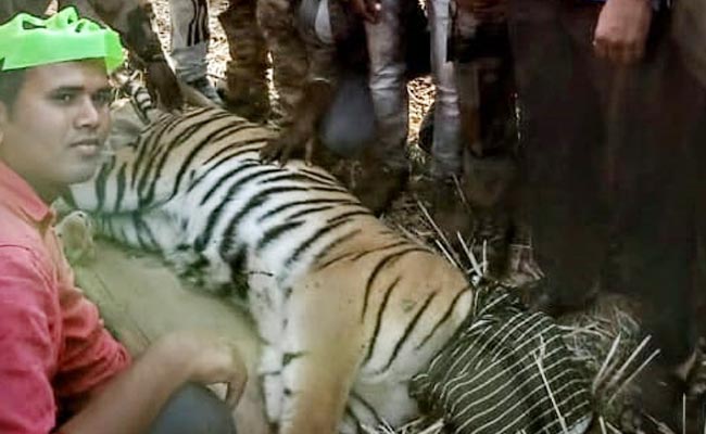 Chandrapur_Tiger_Maneater.jpg