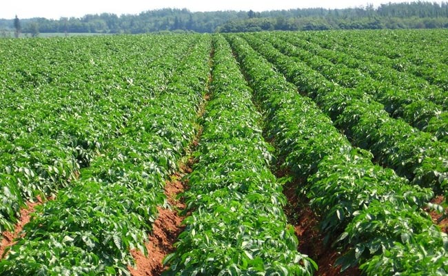 Farmers-High-Profits-From-P.jpg