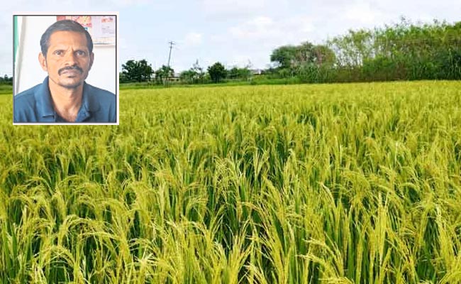 Rice-Cultivation.jpg