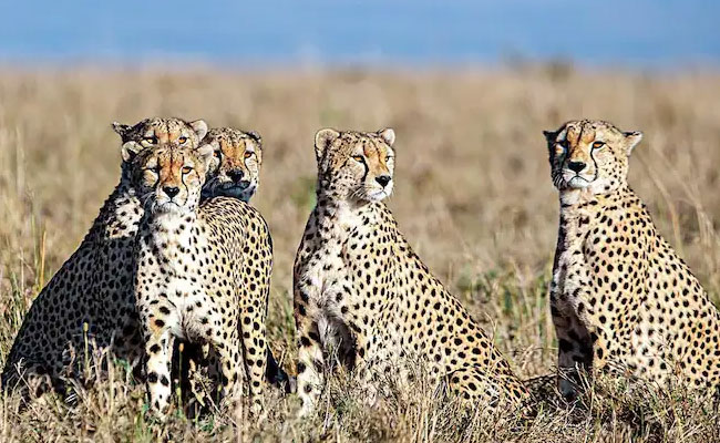cheetahs.jpg