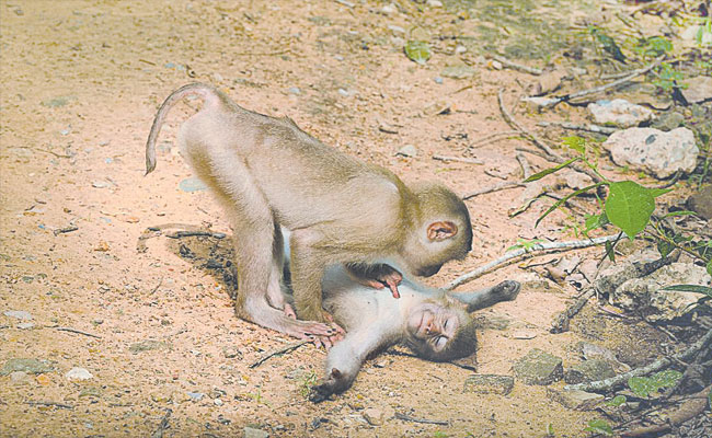 monkey.jpg