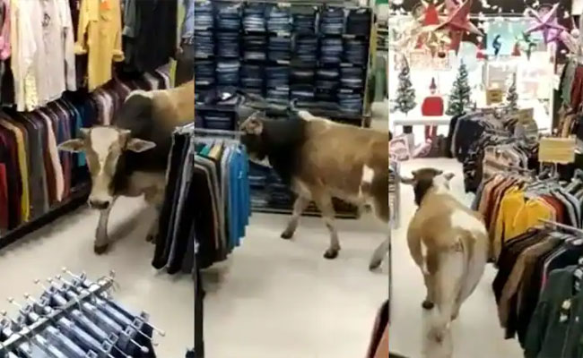 cow.jpg