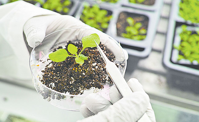 Plants_Research.jpg