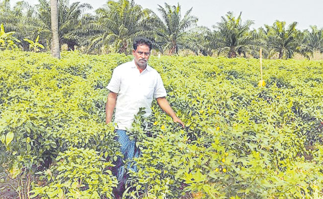 Chilli-Crop-Farmer.jpg