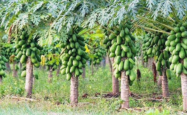 Papaya-Milk.jpg