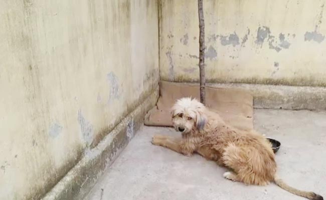 Rajouri_Pet_Dog.jpg