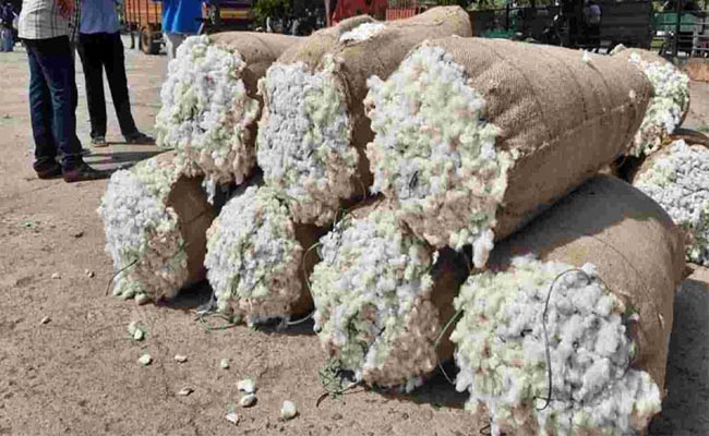 Cotton.jpg