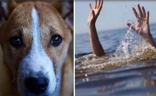 dog.jpg