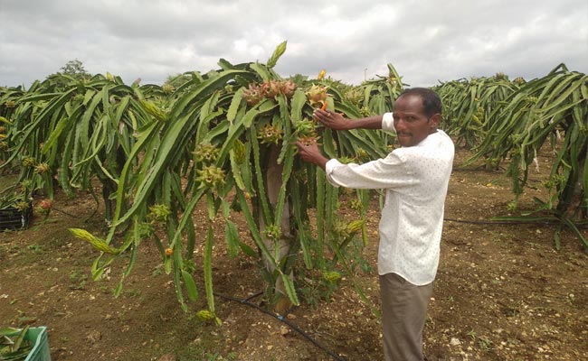 Dragon-Fruit.jpg