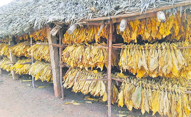 Tobacco_Cultivation.jpg