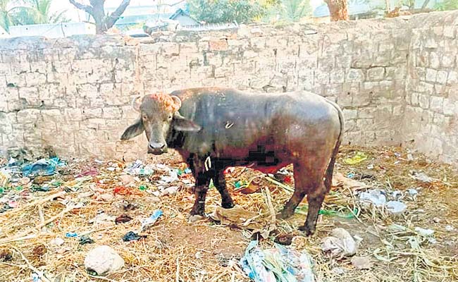 malebuffalo.jpg