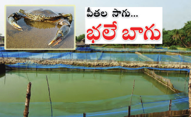 Crab-Cultivation.jpg
