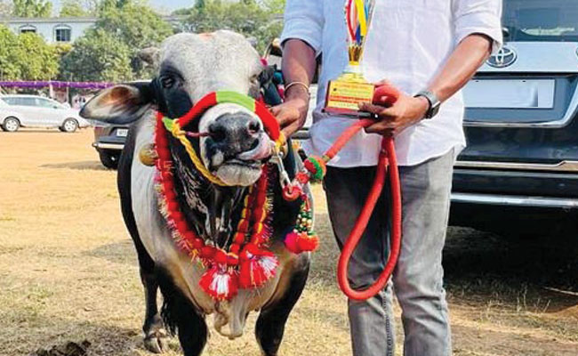 Punganur-Cattle.jpg