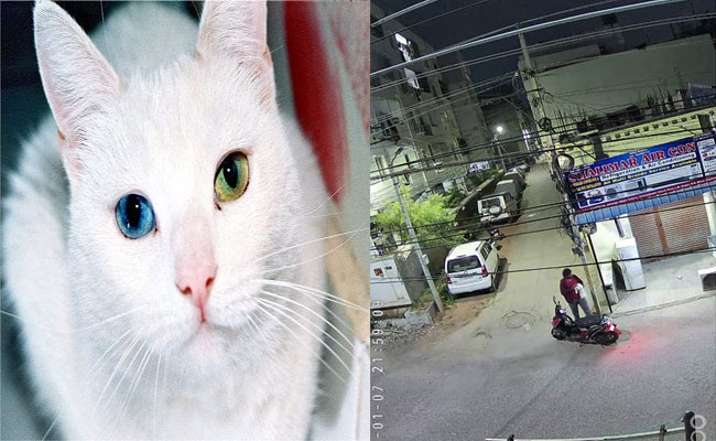catttt.jpg