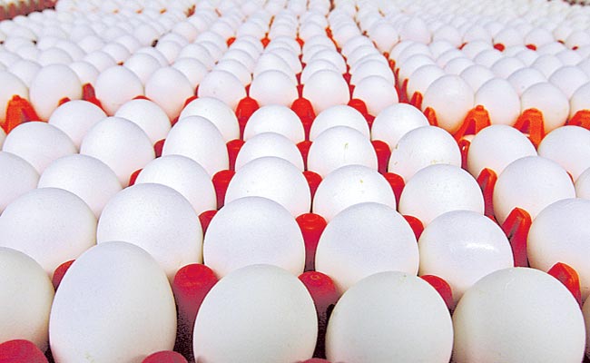 egg.jpg