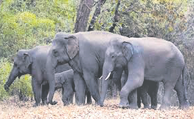 ELEPHANT-00.jpg