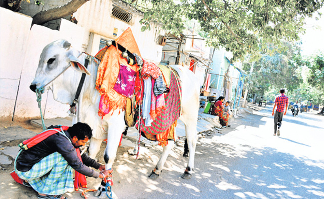 sankranthi1.jpg