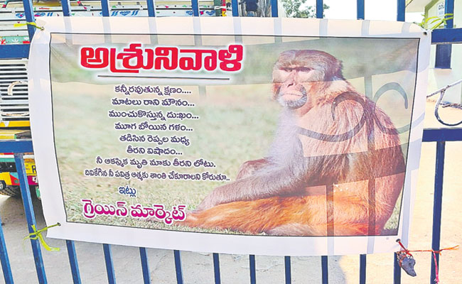 monkey.jpg