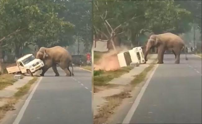 Elephant.jpg