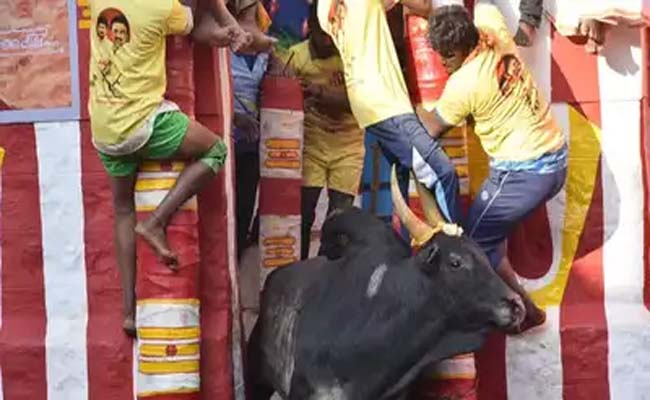 jallikattu.jpg