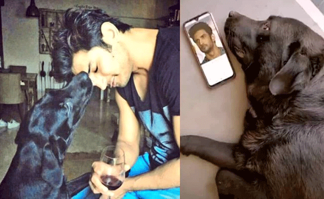 sushant-singh-rajput.gif