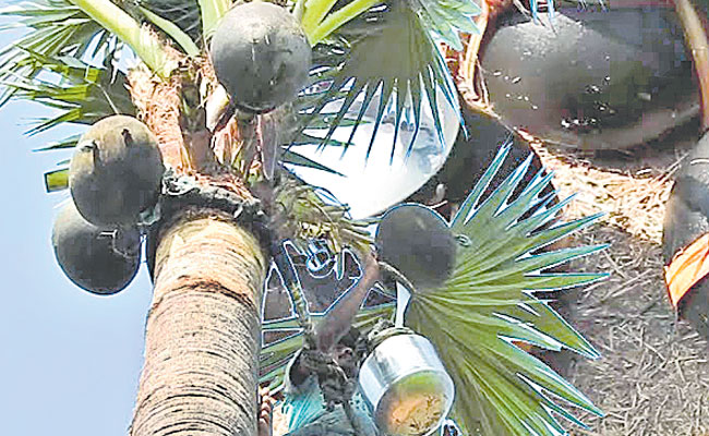 Toddy_Tree.jpg