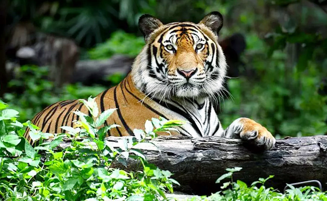 Tigers.jpg