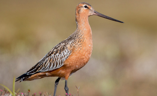 Bar-Tailed-Godwit.jpg