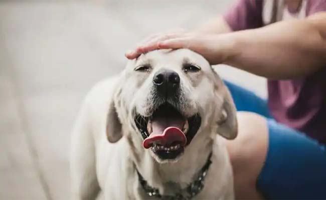 dog.jpg
