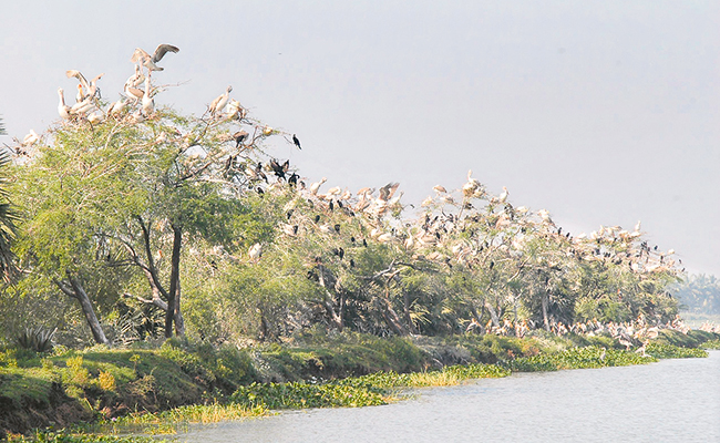 KOLLERU-BIRDS.jpg