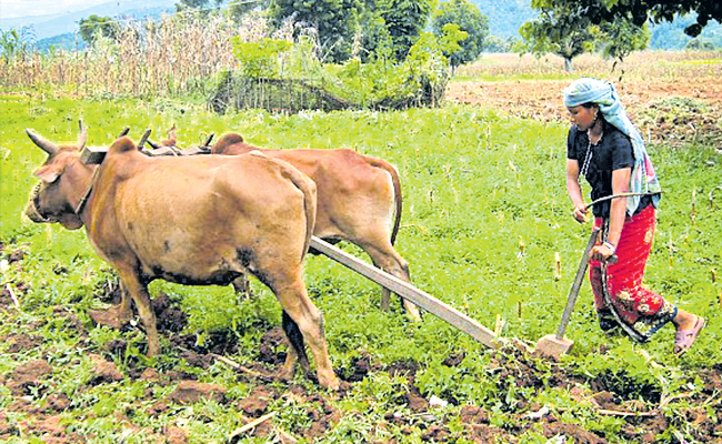 WOMAN-FARMER.jpg