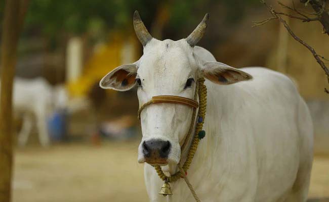 cow5.jpg