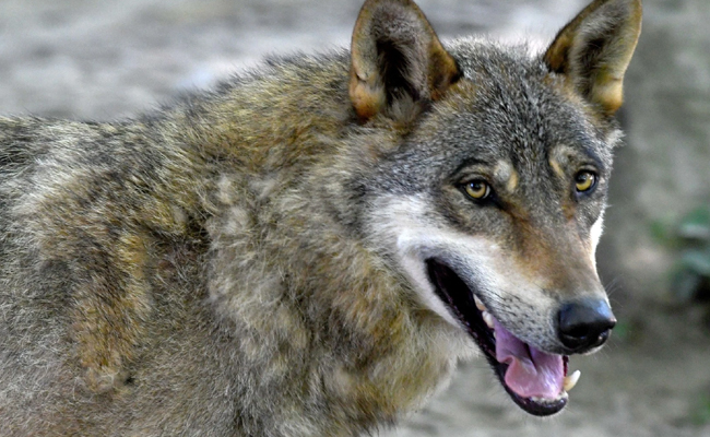 wolves.jpg