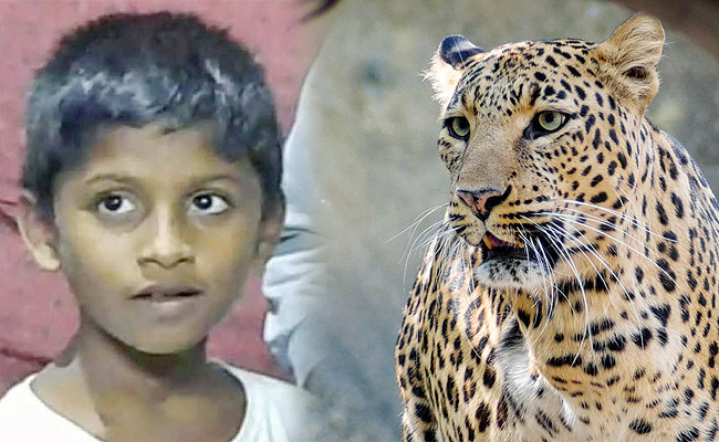 Leopard.jpg