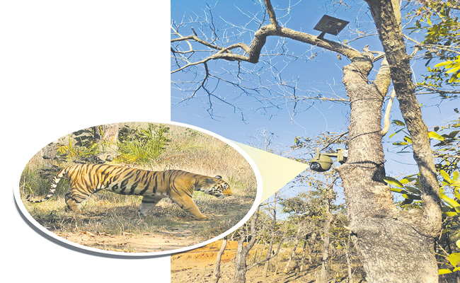 TIGER-CAPTURE-CC.jpg