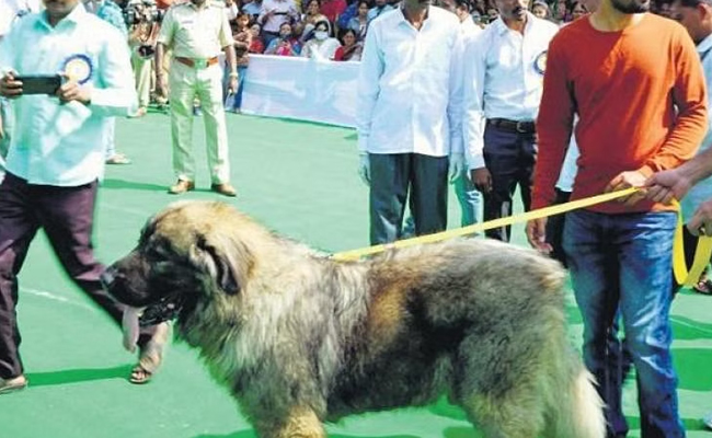 costly-dog.jpg
