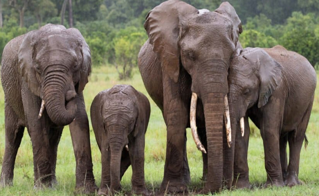 elephants.jpg