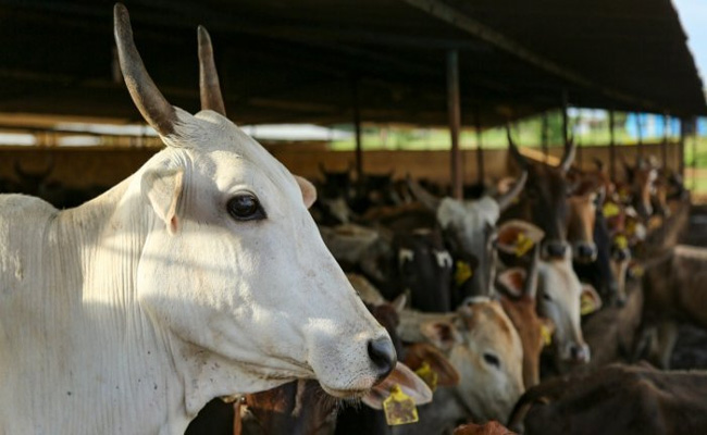 cow.jpg