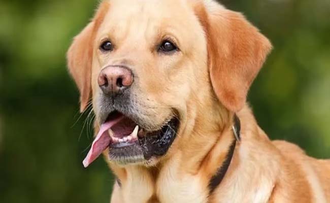 dog5_0.jpg