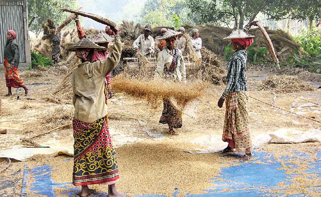 grain-coll.jpg