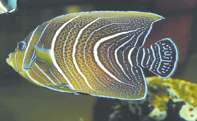fish.jpg
