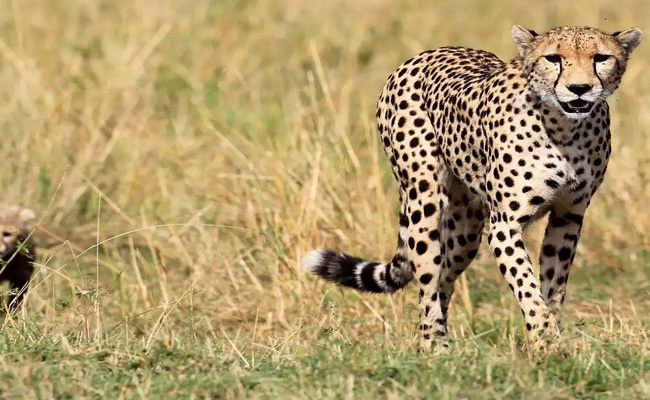 CHEETAH.jpg