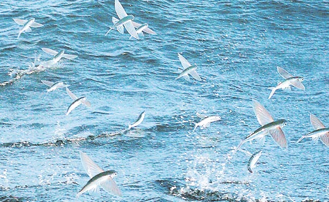 Flying-Fishes-Are-Rare-In-S.jpg