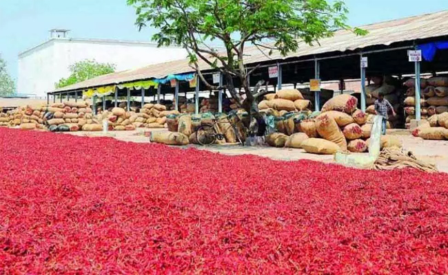 Guntur-Mirchi.jpg