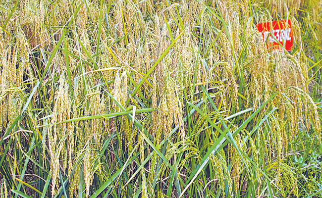 rice.jpg