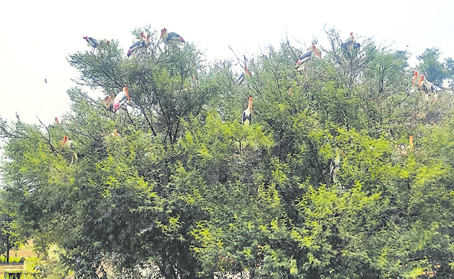 storks.jpg