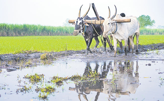 Farmer_Nagali.jpg