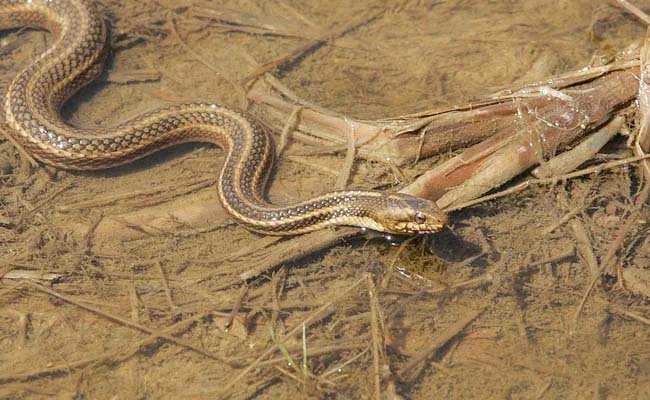 snake5.jpg