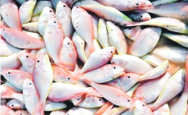 Demand-For-Gulivinda-Fish-H.jpg